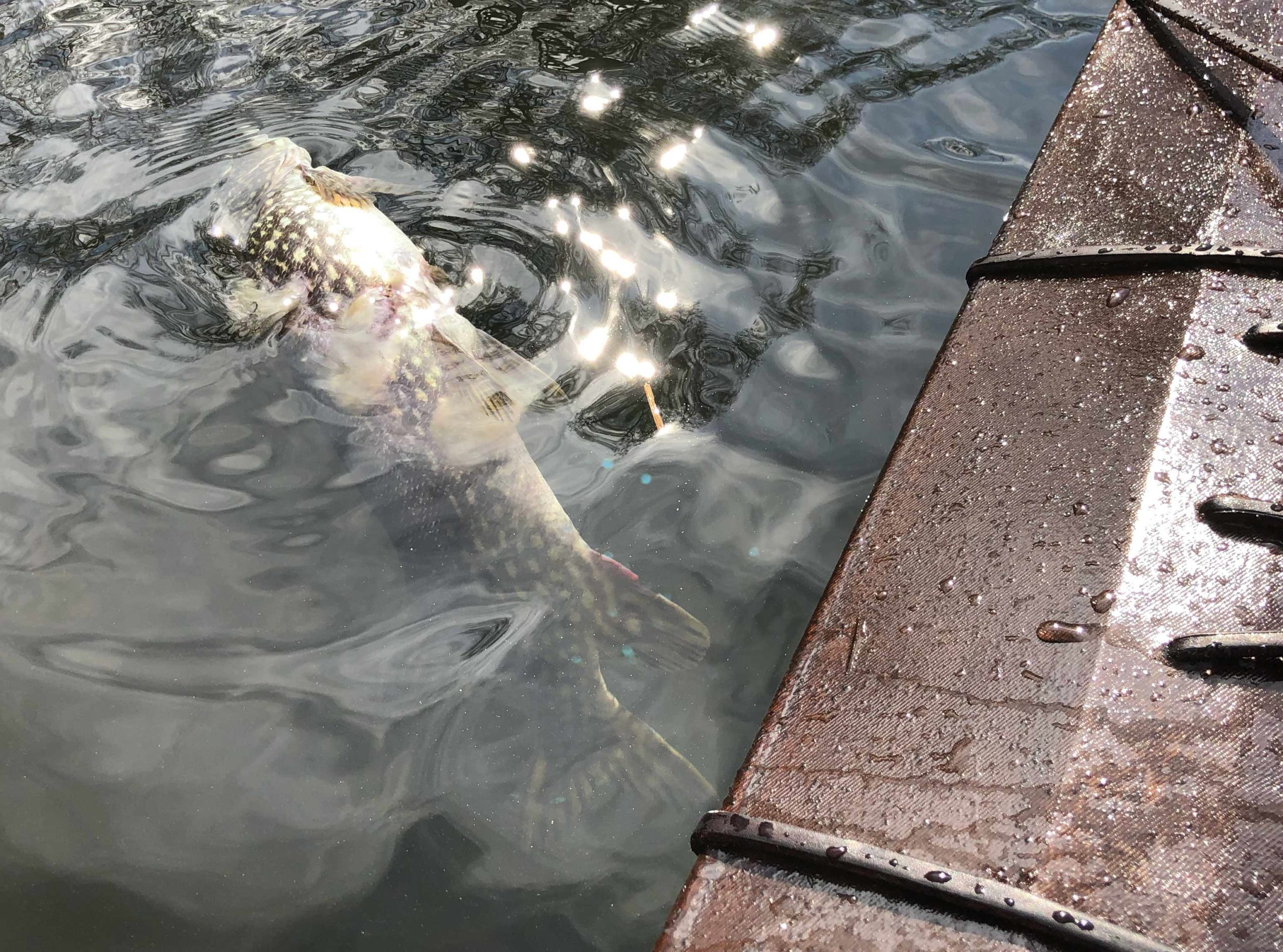 Don't know why this Pike gave up it's life but I would too in this cold water